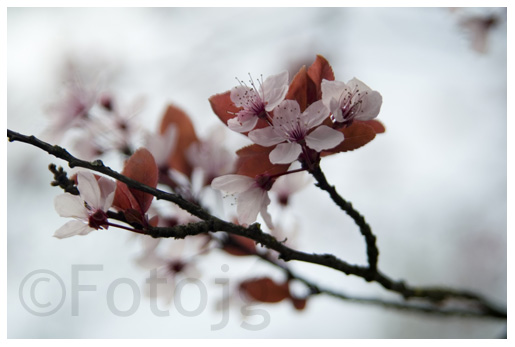 Natuurfotografie - Fotojg