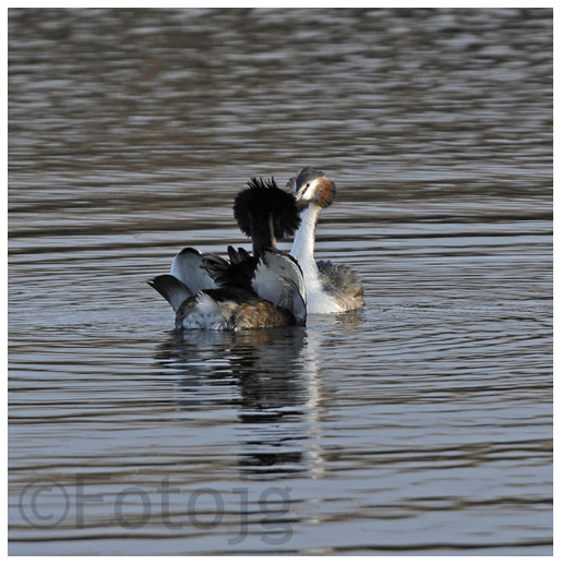 Natuurfotografie - Fotojg