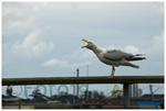 Fotojg 