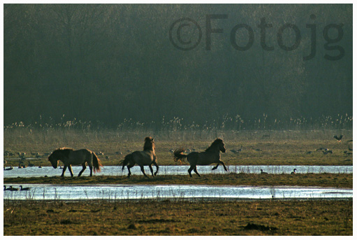 tuinfotografie - Fotojg