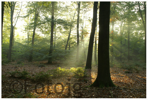 Natuurfotografie - Fotojg